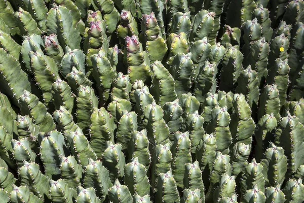 Resin Spurge Euphorbia Resinifera Fuerteventura Canary Islands Spain Europe — 스톡 사진