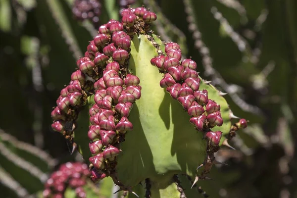 Candelabros Euphorbia Cooperi Com Pequenos Frutos Vermelhos Fuerteventura Ilhas Canárias — Fotografia de Stock