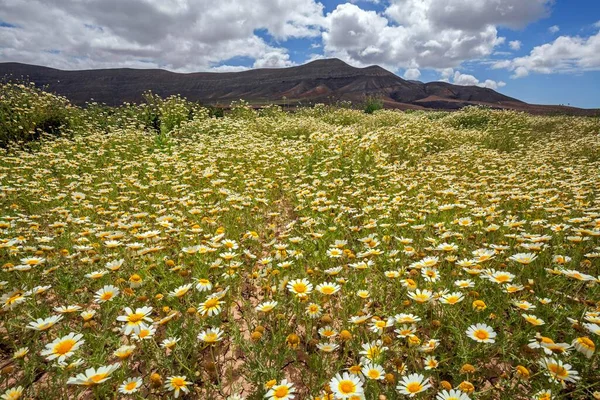 Pradera Con Margaritas Leucantemo Las Montañas Volcánicas Traseras Oliva Fuerteventura — Foto de Stock