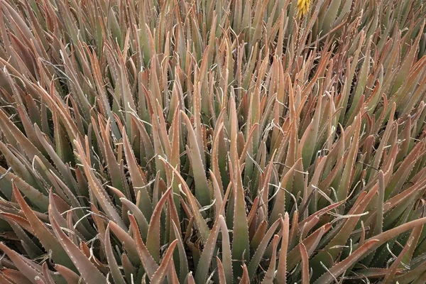 Aloe Vera Aloe Vera Fioritura Fuerteventura Isole Canarie Spagna Europa — Foto Stock