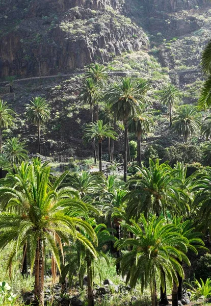 Palmen Valle Gran Rey Gomera Kanarische Inseln Spanien Europa — Stockfoto
