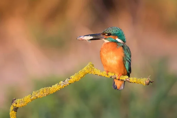 Pescador Real Macho Alcedo Atthis Con Peces Capturados Sentados Rama —  Fotos de Stock