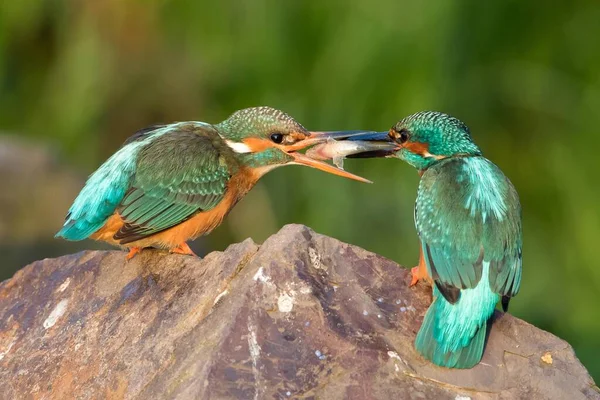 Kingfishers Alcedo Atthis Piedra Alimentación Apareamiento Pareja Macho Entregando Pescado — Foto de Stock