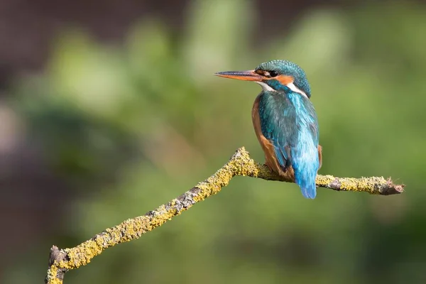 Femme Kingfisher Alcedo Atthis Preched Branch Hesse Allemagne Europe — Photo