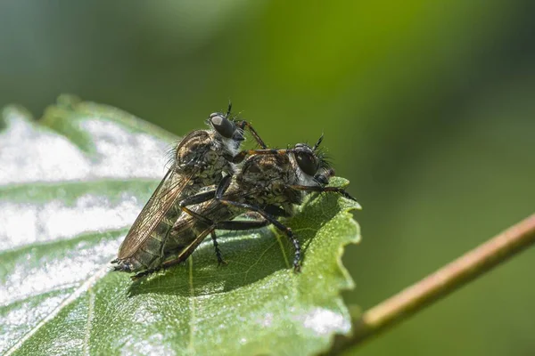 Common Robber Fly Tolmerus Atricapillus Couple Mating Region Southern Denmark — Stock Photo, Image