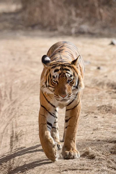 Tigre Real Bengala Panthera Tigris Tigris Caminhando Longo Estrada Ranthambore — Fotografia de Stock