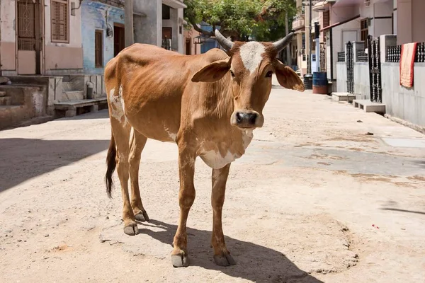 Zebu Bos Primigenius Indicus Стоїть Дорозі Бера Раджастхан Індія Азія — стокове фото