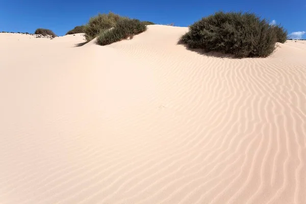 Piaszczyste Wydmy Wędrujące Wydmy Jable Las Dunas Corralejo Południowa Część — Zdjęcie stockowe