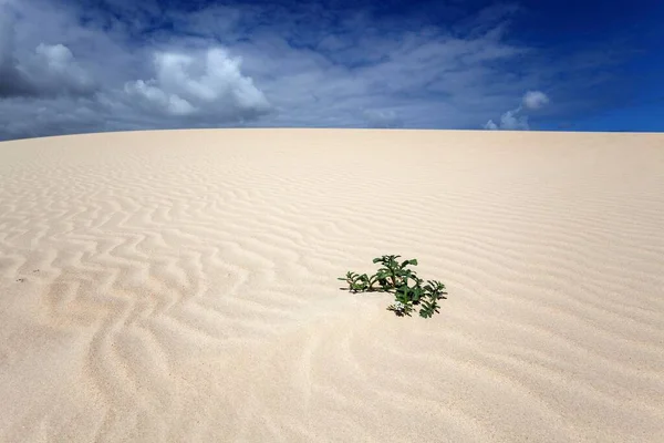 Única Planta Que Cresce Numa Duna Areia Dunas Errantes Jable — Fotografia de Stock