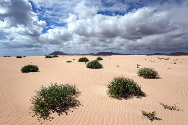 Plantes Fleurs Poussant Dans Les Dunes Sable Dunes Errantes Jable — Photo