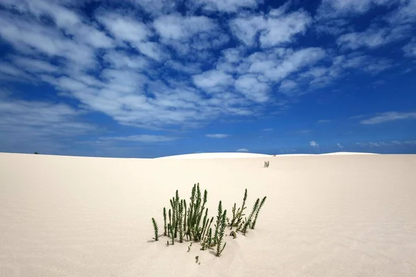 Ononis Natrix Ononis Natrix Wandering Dunes Jable Las Dunas Corralejo — Stock Photo, Image