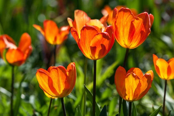Rode Gele Tulpen Tulipa Achtergrondverlichting Baden Wrttemberg Duitsland Europa — Stockfoto