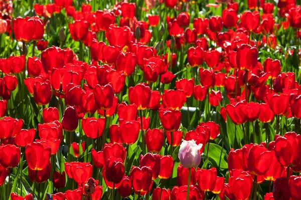 Tulipas Vermelhas Tulipa Canteiro Flores Baden Wrttemberg Alemanha Europa — Fotografia de Stock