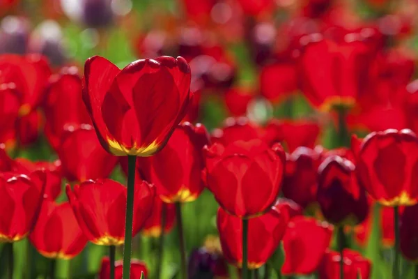 Rode Tulpen Tulipa Close Baden Wrttemberg Duitsland Europa — Stockfoto