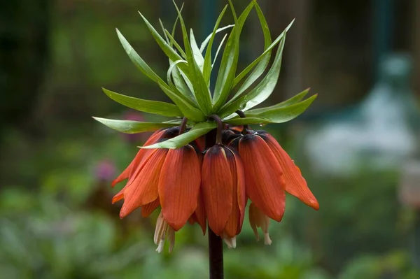 Αυτοκρατορικό Στέμμα Fritillaria Imperialis Άνθη Πορτοκαλιάς Βαυαρία Γερμανία Ευρώπη — Φωτογραφία Αρχείου