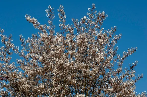 Цветущие Juneberry Amelanchier Lamarckii Голубое Небо Бавария Германия Европа — стоковое фото