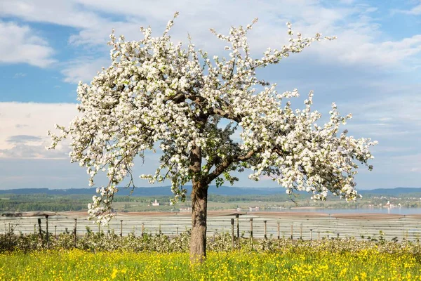 在德国康斯坦茨湖Litzelstetten和Birnaublick修道院附近 春天的心情与盛开的果树 即将到来的雷雨 — 图库照片
