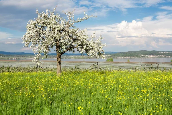 Frühlingsstimmung Mit Blühendem Obstbaum Aufkommendem Gewitter Bei Litzelstetten Und Kloster — Stockfoto