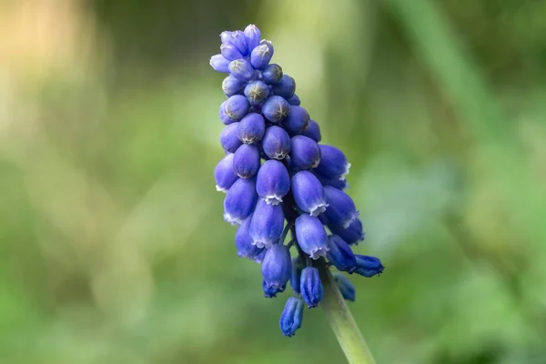 Grape Hyacinth Muscari Baden Wrttemberg Germany Europe Royalty Free Stock Images