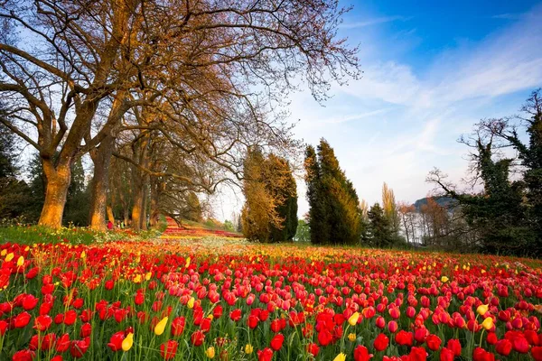 Тюльпаны Tulipa Острове Майнау Боденское Озеро Рюсберг Германия Европа — стоковое фото