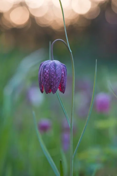 Lirio Cuadros Fritillaria Meleagris Emsland Baja Sajonia Alemania Europa — Foto de Stock