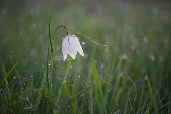 Lirio Blanco Cuadros Fritillaria Meleagris Prado Con Gotas Rocío Baja — Foto de Stock