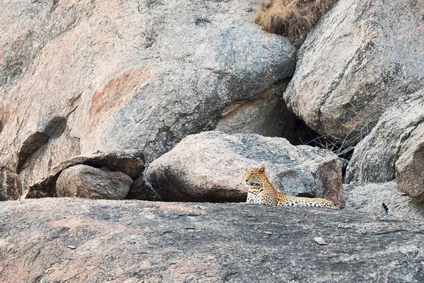 Leopardo Panthera Pardus Acostado Roca Mirador Bera Rajastán India Asia —  Fotos de Stock