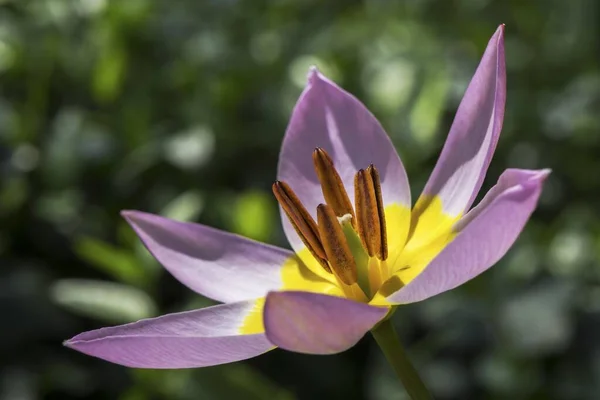 Sárga Lila Tulipán Törpe Tulipán Tulipa Humilis Wildtulpe Bélyeg Kapocs — Stock Fotó