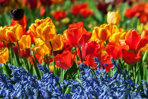 Bloeiende Tulpen Tulipa Met Druivenhyacinten Muscari Baden Wrttemberg Duitsland Europa — Stockfoto