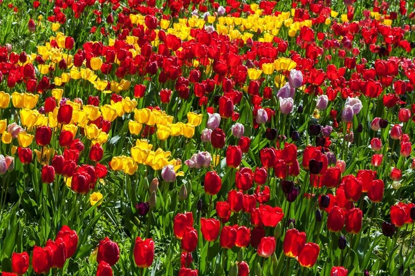 Rote Und Gelbe Tulpen Tulipa Baden Württemberg Deutschland Europa — Stockfoto