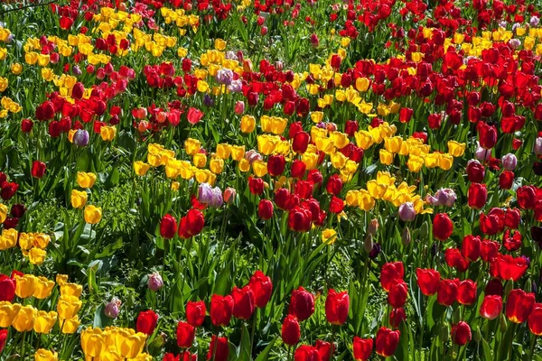 Feld Mit Roten Und Gelben Tulpen Tulipa Baden Württemberg Deutschland — Stockfoto