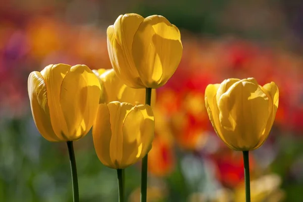 Tulipas Amarelas Tulipa Baden Wrtemberg Alemanha Europa — Fotografia de Stock