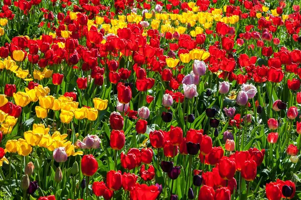 Campo Con Tulipanes Rojos Amarillos Tulipa Baden Wrttemberg Alemania Europa —  Fotos de Stock