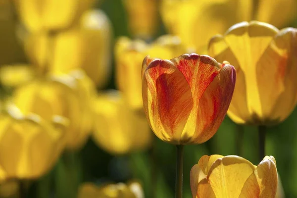 Tulipas Amarelas Tulipa Baden Wrtemberg Alemanha Europa — Fotografia de Stock