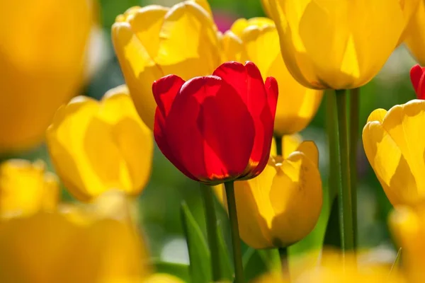 Tulipas Vermelhas Amarelas Tulipa Baden Wrtemberg Alemanha Europa — Fotografia de Stock