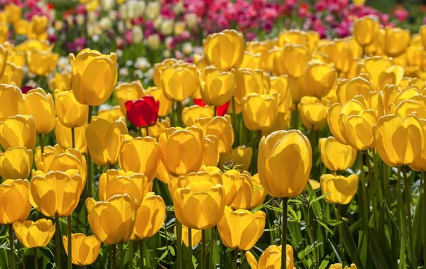Gele Tulpen Tulipa Backlight Baden Wrttemberg Duitsland Europa — Stockfoto