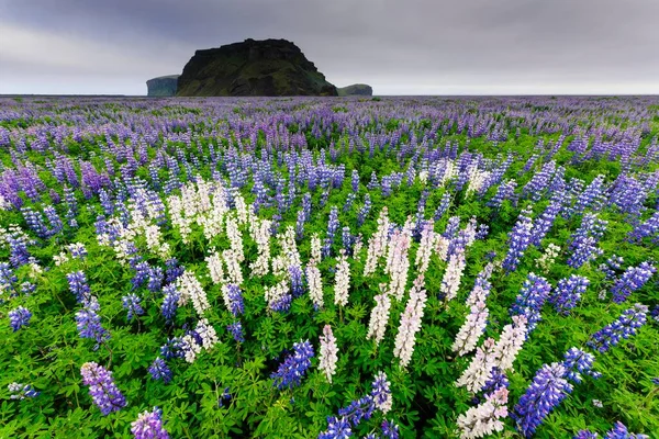 Krajobraz Łubinem Alaskańskim Lupinus Nootkatensis Islandia Europa — Zdjęcie stockowe