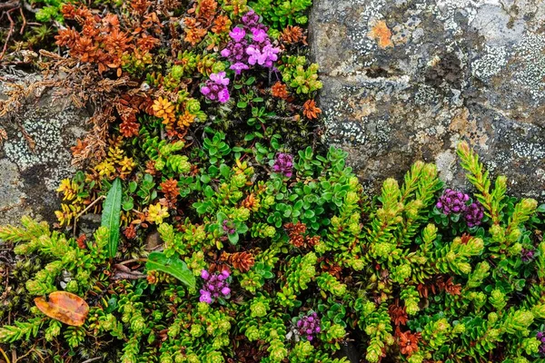 Típica Cubierta Suelo Con Flores Islandia Europa —  Fotos de Stock