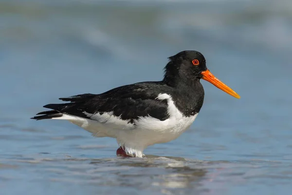 Eurasian Oystercatcher Haematopus Ostralegus Ходить Воді Гельголанд Шлезвіг Гольштейн Німеччина — стокове фото