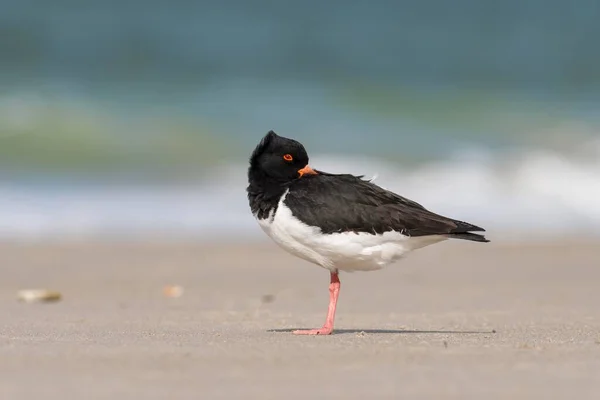 Eurázsiai Osztrigafogó Haematopus Ostralegus Fej Tollal Heligoland Schleswig Holstein Németország — Stock Fotó