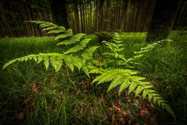 Echter Farn Polypodiopsida Filicopsida Vor Fichtenwäldern Grafenau Freyung Grafenau Bayerischer — Stockfoto