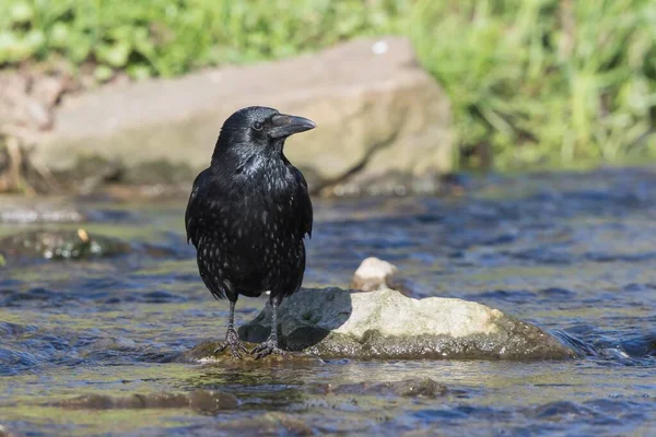 德国黑森 卡里翁乌鸦 Corvus Corone 站在水中的石头上 — 图库照片