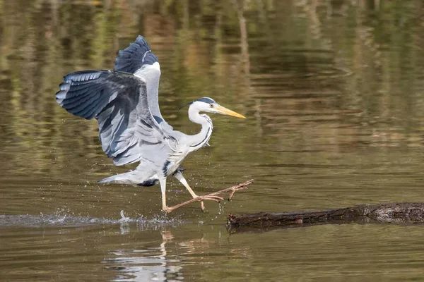 Grey Heron Ardea Cinerea Přistání Suchém Dřevě Vodě Hesensko Německo — Stock fotografie