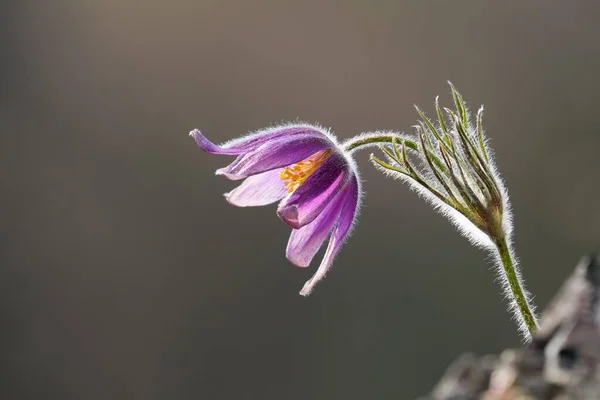 Звичайна Паска Або Паска Квітка Pulsatilla Vulgaris Гессе Німеччина Європа — стокове фото