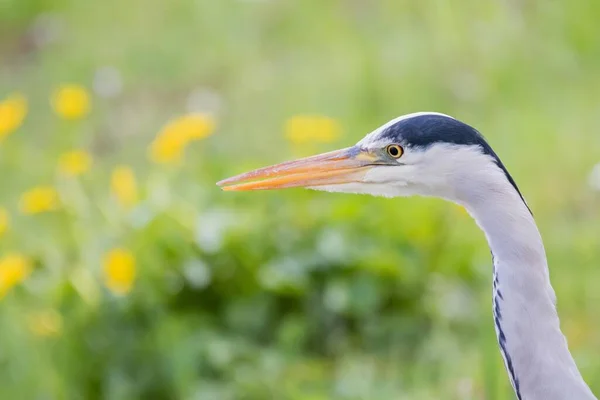 Grey Heron Ardea Cinerea Portrét Hesensko Německo Evropa — Stock fotografie