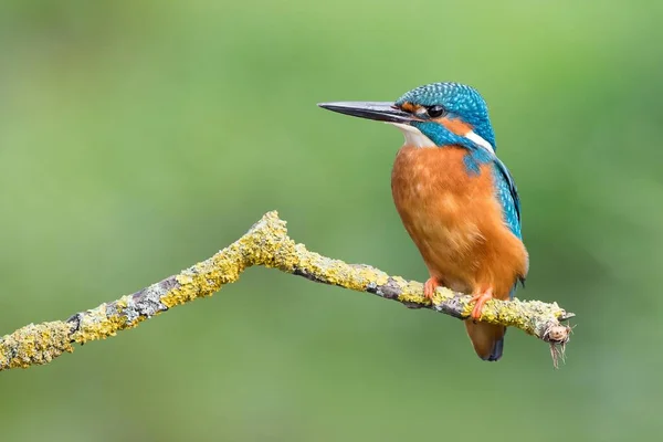 Homme Kingfisher Alcedo Atthis Sur Branche Hesse Allemagne Europe — Photo