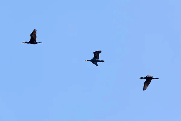 Flying Cormorants Blue Sky Mecklenburg Western Pomerania Germany Europe — Stock Photo, Image