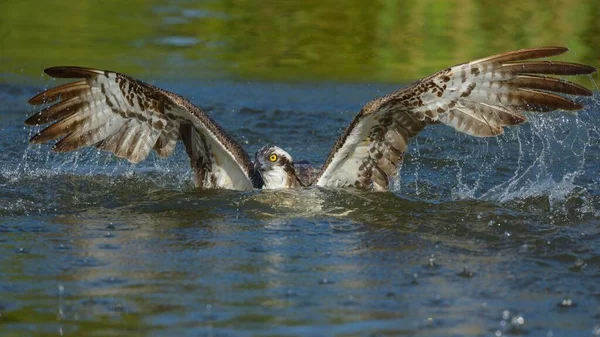 Balbuzard Pêcheur Pandion Haliaetus Commence Après Chasse Dans Eau Lac — Photo