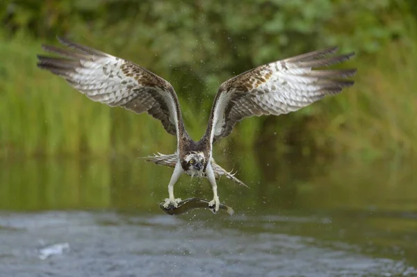 Balbuzard Pêcheur Pandion Haliaetus Vol Avec Ses Proies Truite Arc — Photo