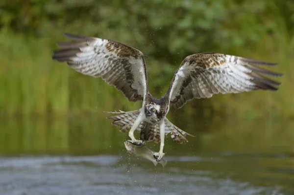 Balbuzard Pêcheur Pandion Haliaetus Vol Avec Ses Proies Truite Arc — Photo